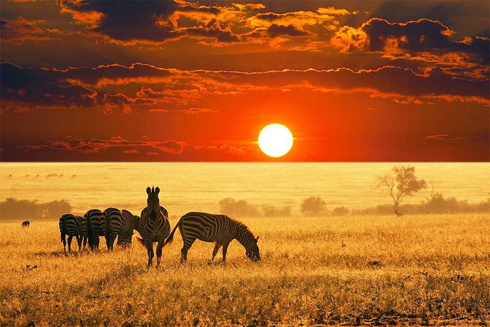 Kaziranga