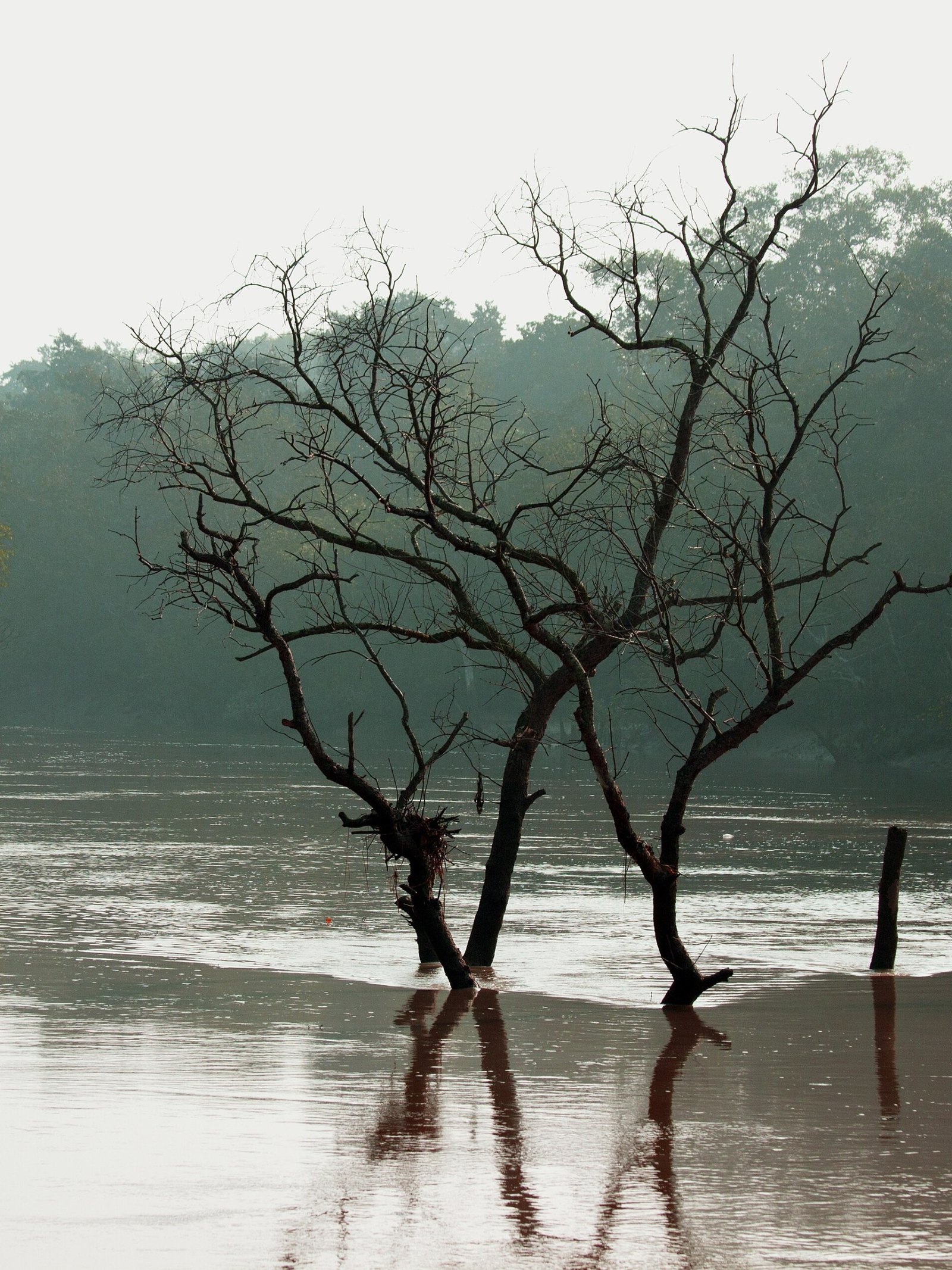 Bhitarkanika 2