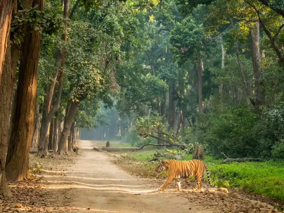 Jim Corbett