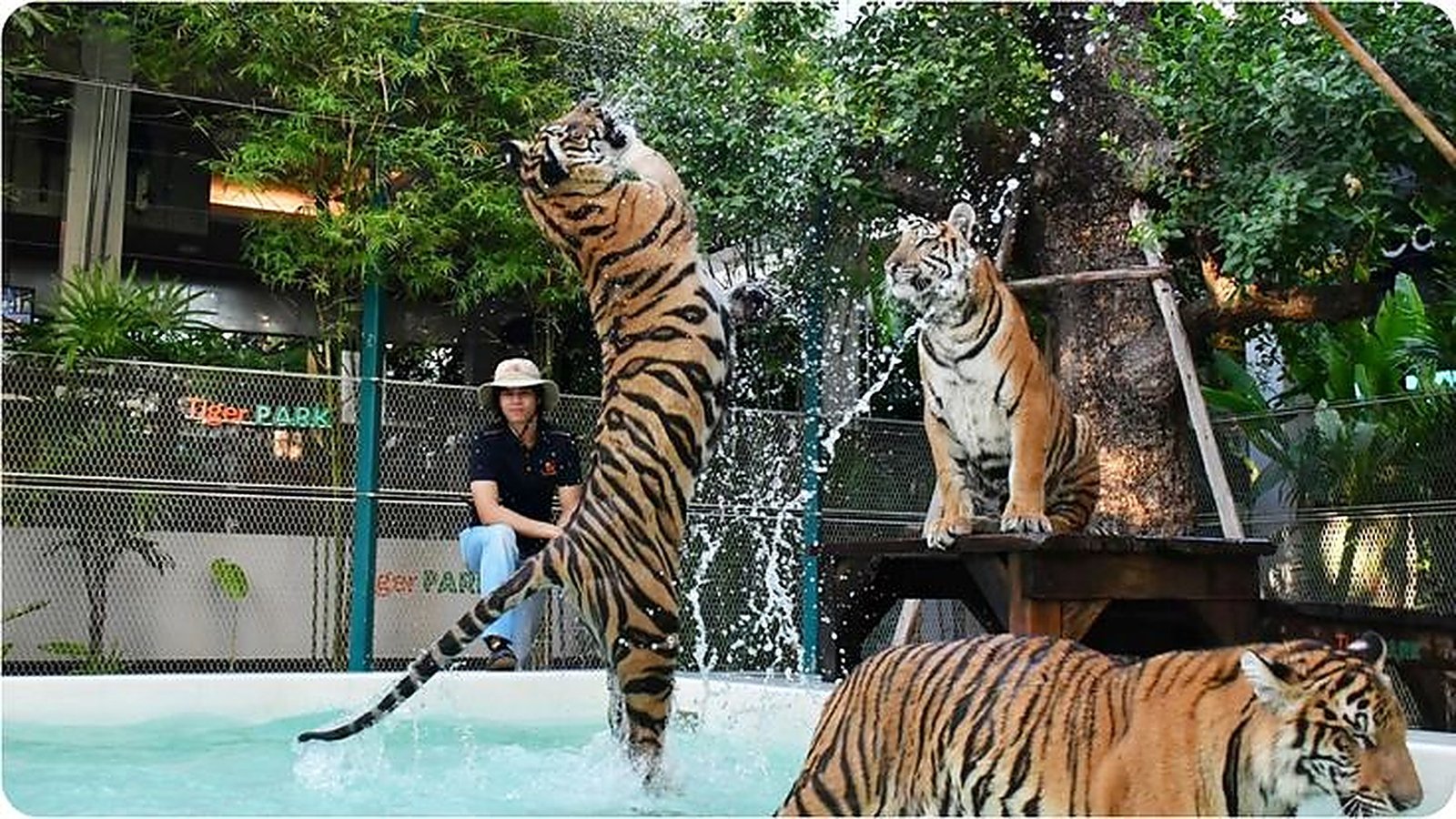 Bali 8